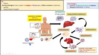 MALARIA PUNTOS CLAVES [upl. by Feilak]