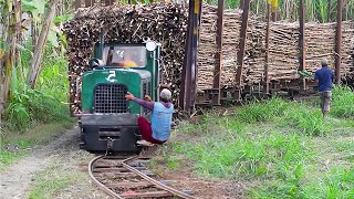 Transporting Million of Tons of Sugarcane With Primitive and Modern Trains [upl. by Natalie255]