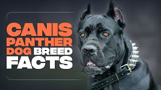 Canis Panther DOG  Everything YOU Need to Know [upl. by Arrais]