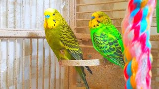 3 Hr Budgies Chirping Talking Singing Parakeets Sounds Reduce Stress  Relax to Nature Bird Sounds [upl. by Marena944]