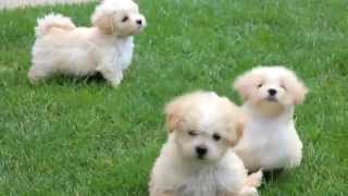 Maltipoo Puppies for Sale [upl. by Warrenne673]