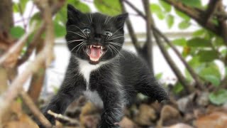 A Very Angry Hissy Kitty [upl. by Spiegelman]