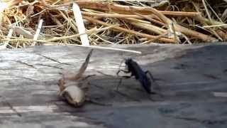 Mud Dauber VS Giant Spider [upl. by Mongeau]