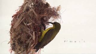 SUNBIRD  Nest building incubation feeding and chicks [upl. by Eleumas]