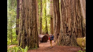 Jedediah Smith Redwoods State Park [upl. by Eivla801]