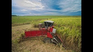 Cutting Sugarcane for 2017 Harvest in Louisiana HD [upl. by Ayetal88]