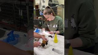 Vet 110 administering an intramuscular injection to a feline [upl. by Surazal27]