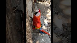 Scarlet Macaw Uses its Beak to Climb macaw birds colombia aviary birding [upl. by Sitrik]