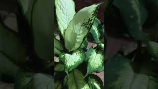 Dieffenbachia maculata Camilledieffenbachia mygardenlife mygardenmylove indoorplants shorts [upl. by Naaman]