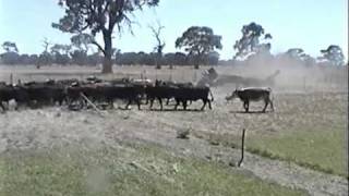 Kelpie Wranglar Lilly CrossDriving Cattle [upl. by Stoller766]