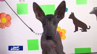 Xoloitzcuintle cachorros [upl. by Rafi]