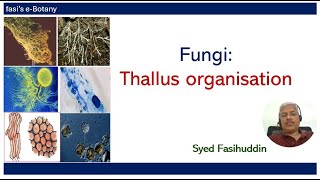 Fungi Thallus Organisation [upl. by Adnohs]