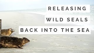 Dutch Bucket List Releasing Seals Back Into the Wild Wadden Sea the Netherlands [upl. by Annibo578]