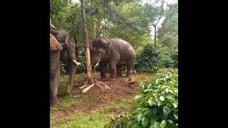 Elephant vs Elephant Fight  Raw footage  Sakaleshpura  abhimanyu [upl. by Er]