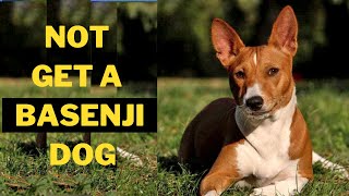 Why you Should Not Get a Basenji Dog 5 Reasons [upl. by Adniral779]