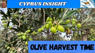 I Spent a Day Picking Olives in Cyprus and Heres What Happened [upl. by Ori]