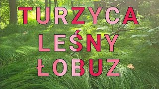 Turzyca drżączkowata Carex brizoides łobuz leśny i superosobnik do napychania materacy [upl. by Adner]