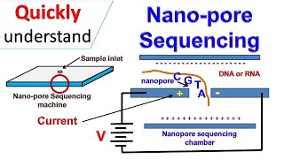 Nanopore sequencing [upl. by Scherle]