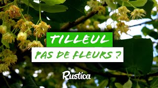 Faire REFLEURIR son TILLEUL 🌺 [upl. by Noryv]