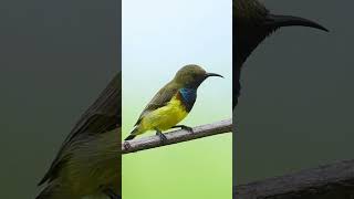 Olivebacked Sunbird wildlifephotography shotsvideo birdphotography birds wildlife [upl. by Milstone]