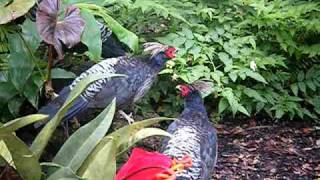 Himalayan Kalij Pheasants [upl. by Zwiebel]