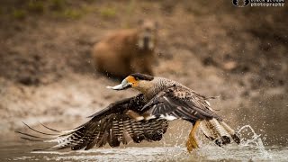 Meet the Wildlife of the Pantanal SouthWild Pantanal HD [upl. by Nnilsia]