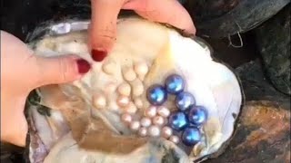 Real Pearls from Oyster  Taking out Pearls from Sea Shells  Opening Oyster Pearls [upl. by Suillenroc153]