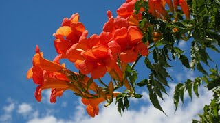 Campsis radicans [upl. by Aynek]