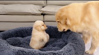 Golden Retriever Puppy Steals Dads Bed Funny Dog Reaction [upl. by Twedy]