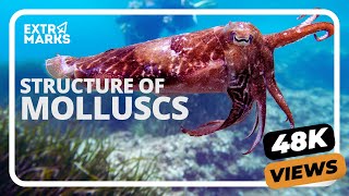 Did You Know  Structure of Molluscs  Biology [upl. by Onileba]