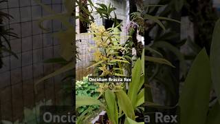 Anggrek Oncidium Brassia Rex anggrek anggrekonline anggrekmurah [upl. by Anwadal]