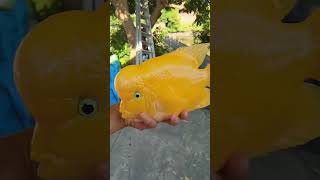 FLOWERHORN FISH YELLOW 😱😱🔥🔥 fish youtube youtubeshorts [upl. by Eberhart]