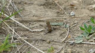 Caterpillars and Chaser Dragonfly [upl. by Ennaesor]