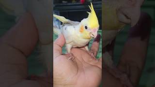 Cockatiel chicks  yellow pied  parent clear pied and pastel face  birds parrot birdslover [upl. by Wyne316]