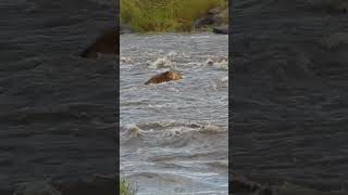 Lions Tackle Raging River 😲 [upl. by Poock883]