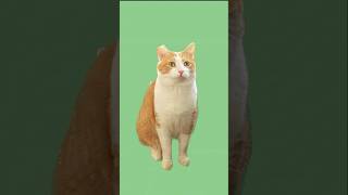 Will your cat like this brainrot catsoftiktok spinningcatsillyart [upl. by Salbu]