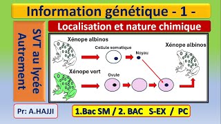 Information génétique nature chimique et localisation dans la cellule [upl. by Stannfield]