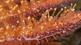 Sea Star Tube Feet  Pycnopodia helianthoides [upl. by Dirgis]