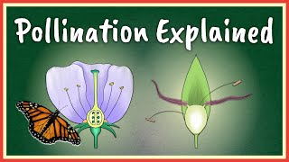 Pollination Explained [upl. by Billi952]