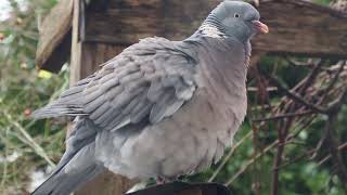 Wood pigeon stretching and fluffing up [upl. by Wenona933]