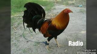 Top Strongest Gamefowl Breeds Part 3 [upl. by Nuahsyd]