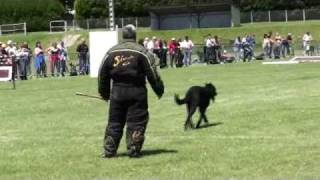 Beauceron Nationale d Elevage 2009 Ring 3 7 partie [upl. by Sidalg941]