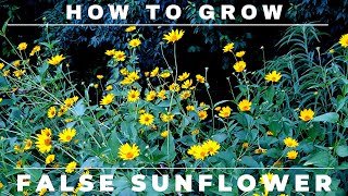 Heliopsis  How to Grow False Sunflower [upl. by Sibbie]