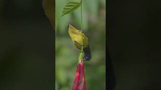 Olivebacked Sunbird in Bali Indonesia [upl. by Rodrigo441]