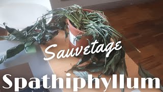 Sauver le spathiphyllum du bureau [upl. by Melisenda234]