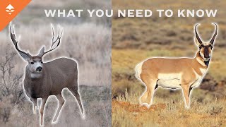 How To Hunt Mule Deer amp Antelope In Wyoming [upl. by Adoh]