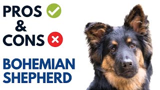 Bohemian Shepherd Pros and Cons  Chodsky pes Advantages and Disadvantages [upl. by Etnuhs]