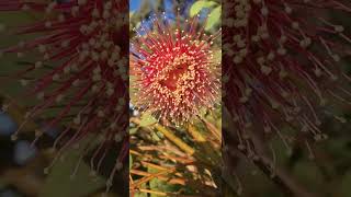 EUCALYPTUS PYRIFORMUS AND ANTS TUCKER TIMEWest Australian Dowerin Rose [upl. by Oilcareh]