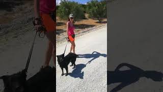 Rescued Dog Rika is a Good Girl on the Leash 10th September [upl. by Norod]