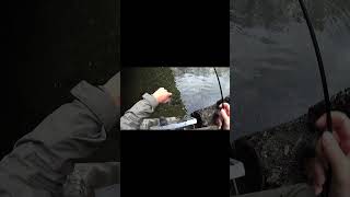 Perch fishing under the bridge again fishingvideo fishing lightfishing perch [upl. by Gilcrest281]